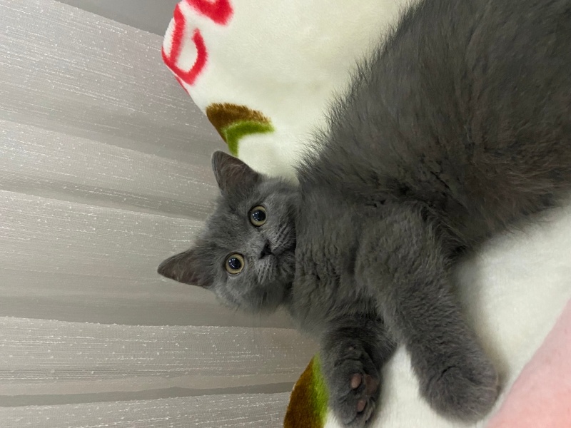 British Shorthair, Kedi  Bıdık fotoğrafı