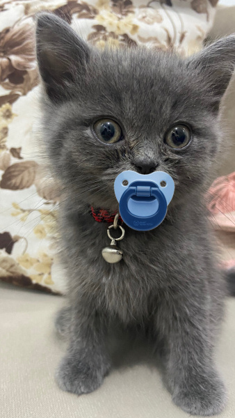 British Shorthair, Kedi  Bıdık fotoğrafı