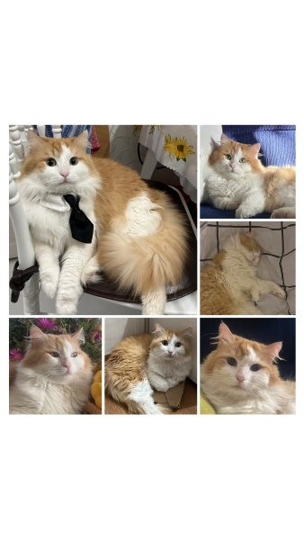 Tekir Kedi, Kedi  Tatlım fotoğrafı