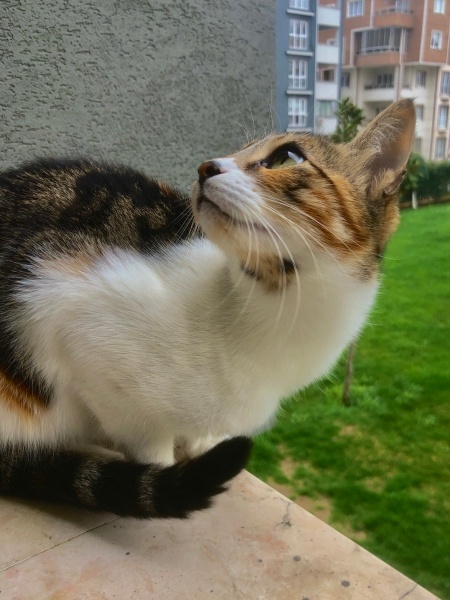 Tekir Kedi, Kedi  Nina fotoğrafı