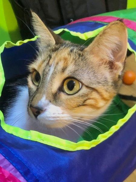 Tekir Kedi, Kedi  Nina fotoğrafı