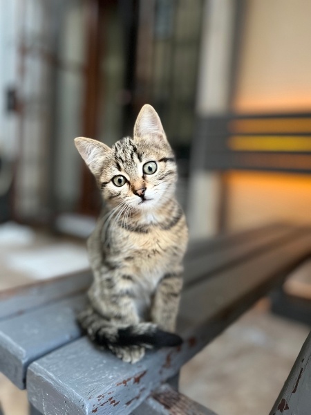 Colorpoint Shorthair, Kedi  Minnoş fotoğrafı