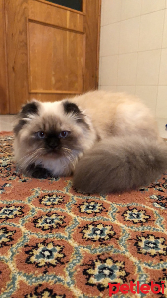 Chinchilla, Kedi  Mojo fotoğrafı