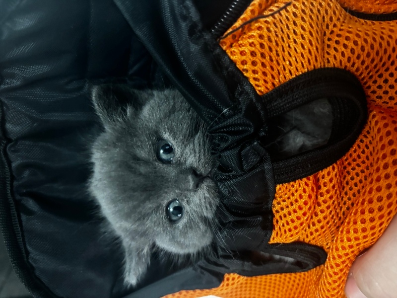 British Shorthair, Kedi  Mucize fotoğrafı