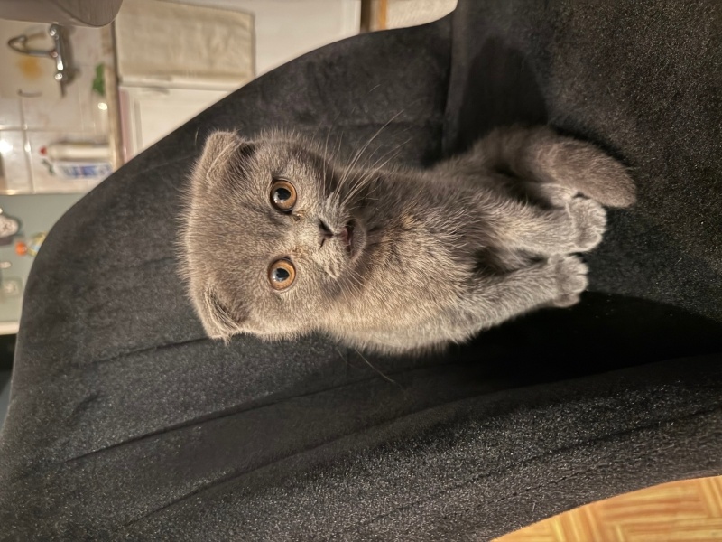 Scottish Fold, Kedi  Asuman fotoğrafı