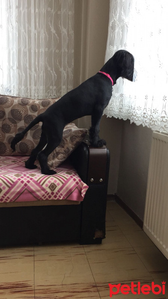 İrlandalı Terrier, Köpek  Maya fotoğrafı