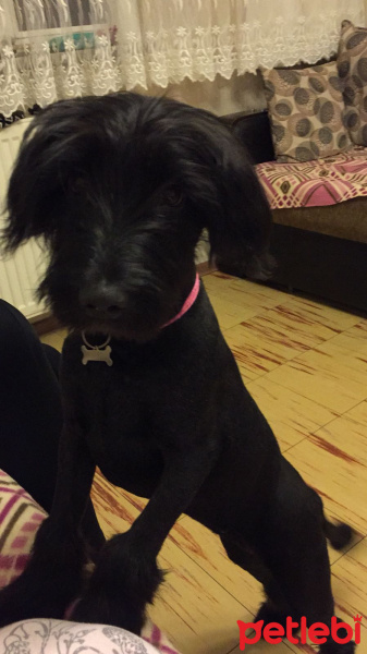 İrlandalı Terrier, Köpek  Maya fotoğrafı