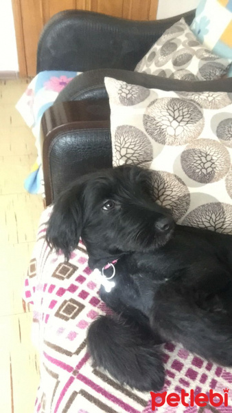 İrlandalı Terrier, Köpek  Maya fotoğrafı