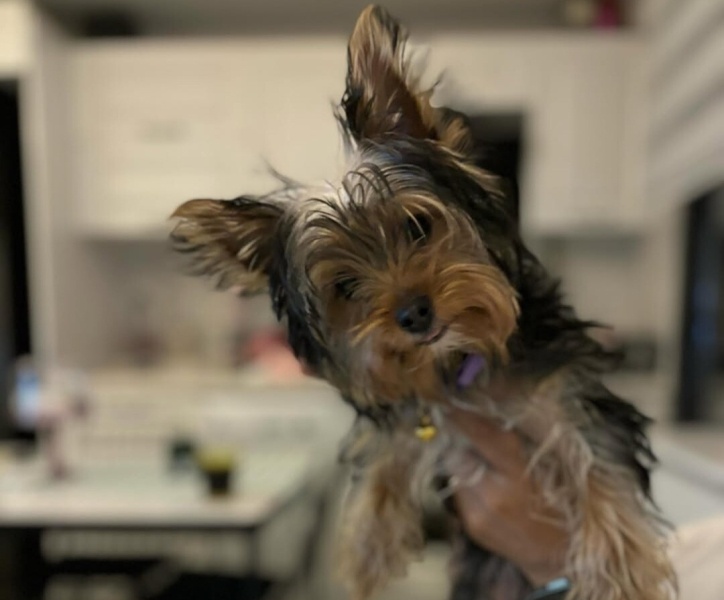 Yorkshire Terrier, Köpek  Cookie fotoğrafı
