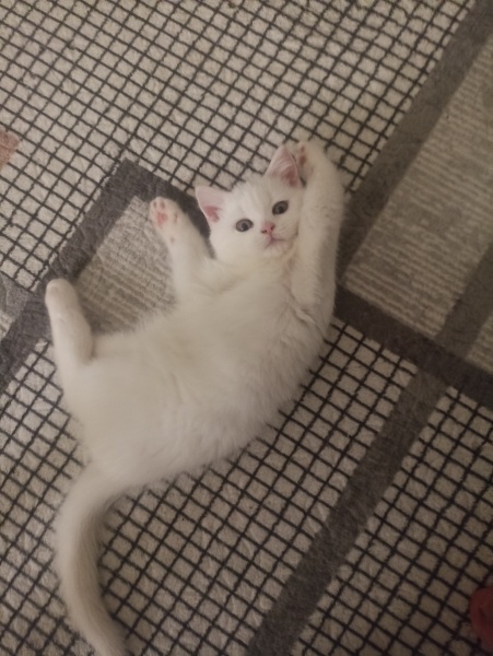 British Shorthair, Kedi  Pamuk fotoğrafı