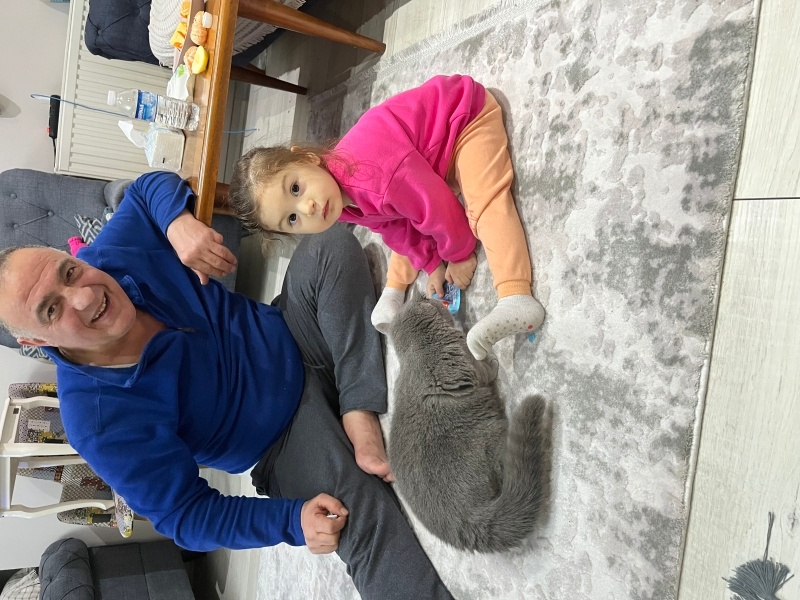 British Shorthair, Kedi  Bihter fotoğrafı