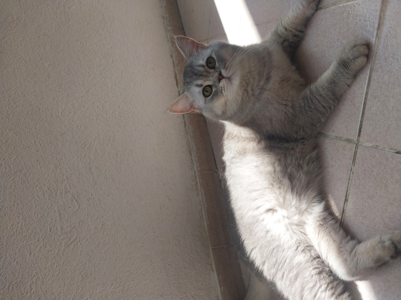 British Shorthair, Kedi  Ateş fotoğrafı