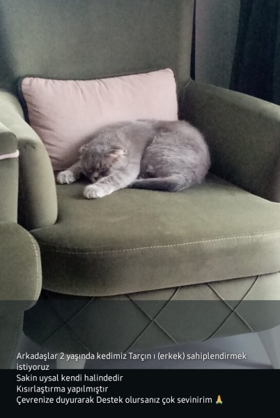 Scottish Fold, Kedi  Tarçın fotoğrafı