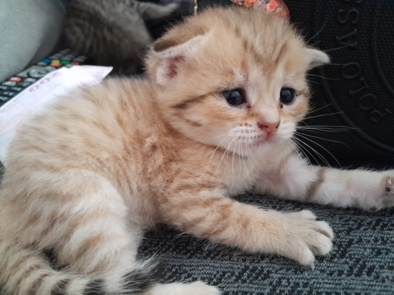Scottish Fold, Kedi  Dost fotoğrafı