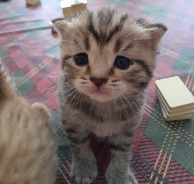 Scottish Fold, Kedi  Dost fotoğrafı