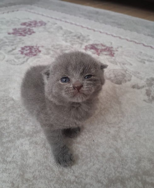 Scottish Fold, Kedi  Dost fotoğrafı
