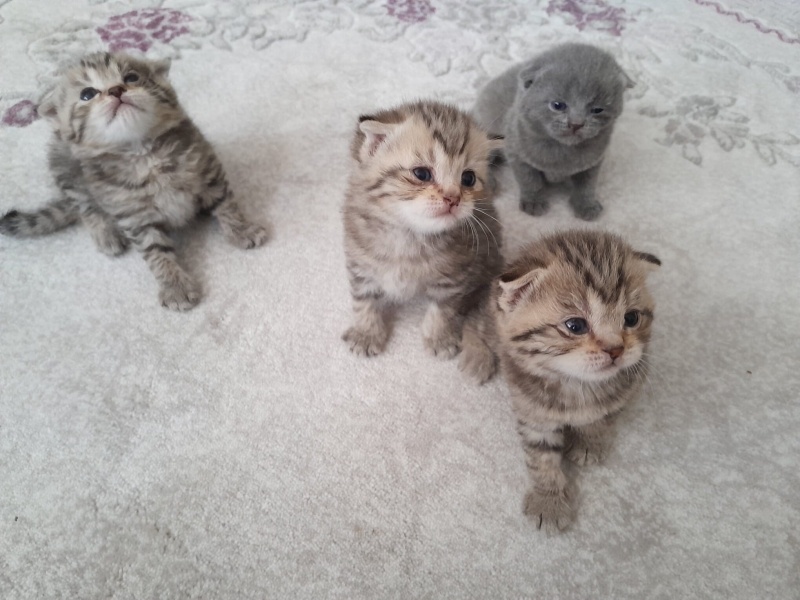 Scottish Fold, Kedi  Dost fotoğrafı