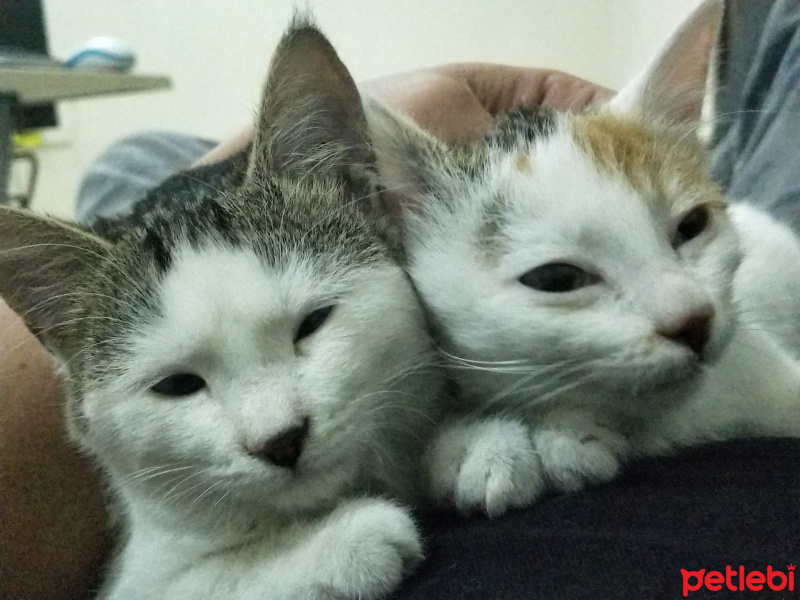 Tekir Kedi, Kedi  Arya & Sansa fotoğrafı