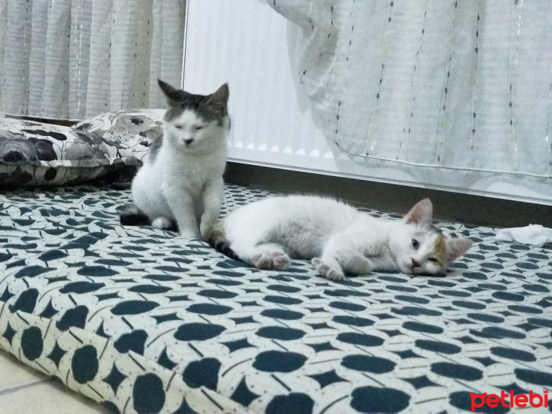 Tekir Kedi, Kedi  Arya & Sansa fotoğrafı