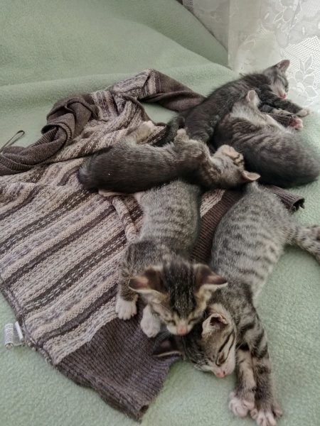 Tekir Kedi, Kedi  Şiir melodi gece bulut duman fotoğrafı