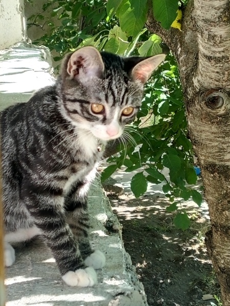Tekir Kedi, Kedi  Şiir melodi gece bulut duman fotoğrafı