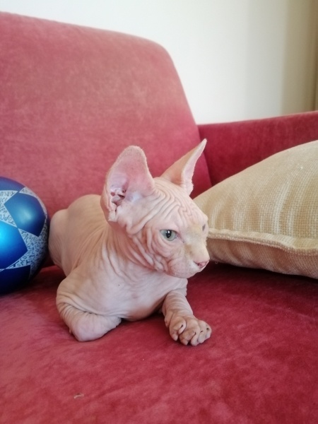 Sphynx, Kedi  ASİL fotoğrafı