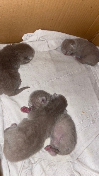 Scottish Fold, Kedi  Scotish fold fotoğrafı