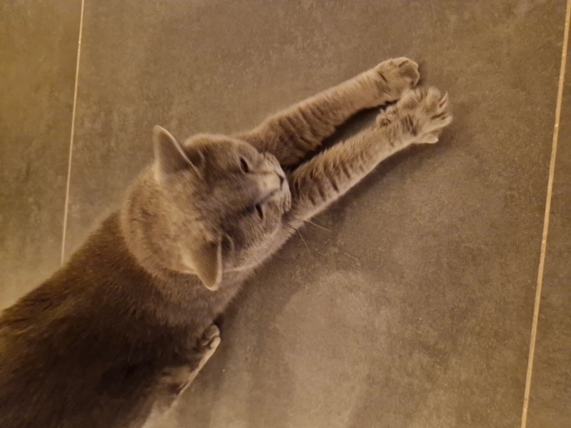 British Shorthair, Kedi  Lizzy fotoğrafı