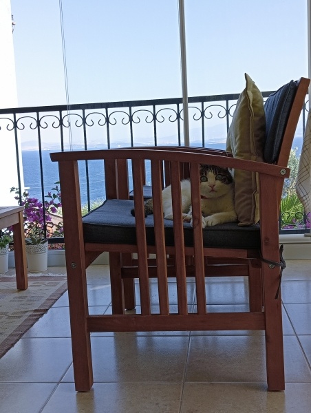 Tekir Kedi, Kedi  Azize fotoğrafı