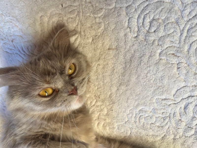British Longhair, Kedi  Luna fotoğrafı