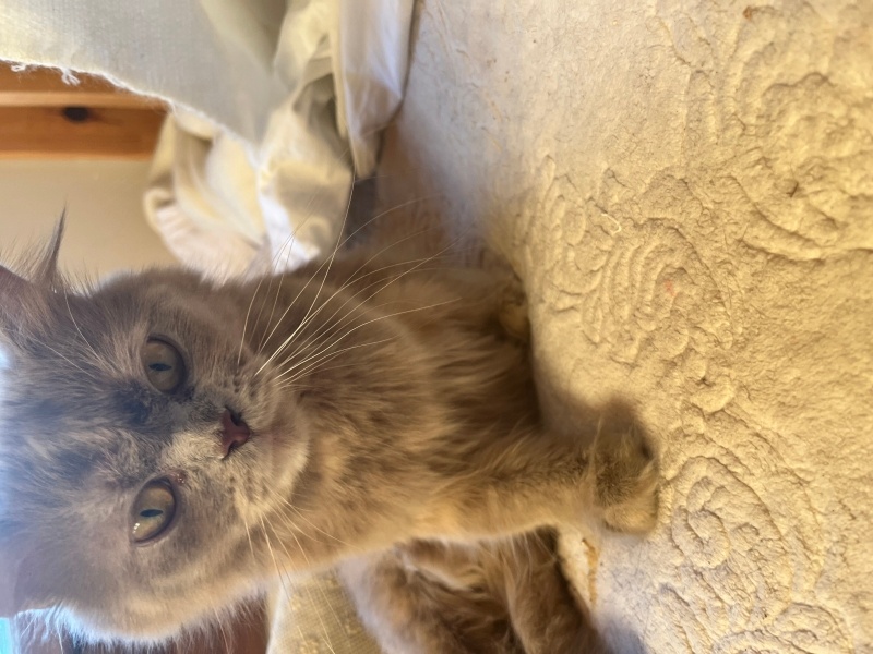 British Longhair, Kedi  Luna fotoğrafı