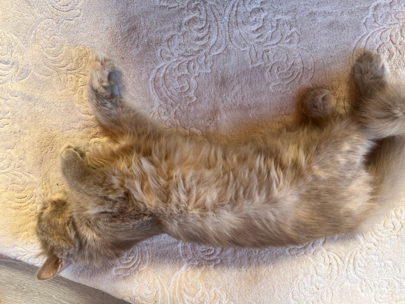 British Longhair, Kedi  Luna fotoğrafı