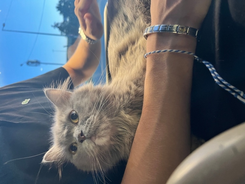 British Longhair, Kedi  Luna fotoğrafı