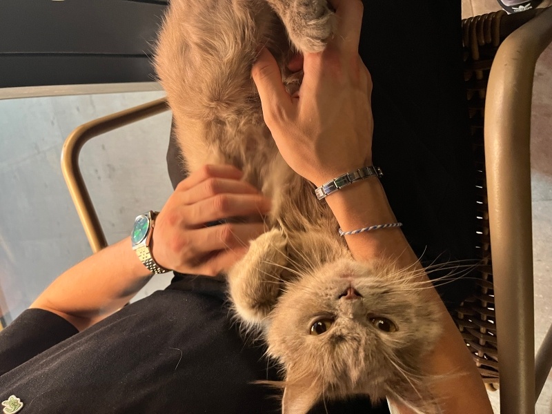 British Longhair, Kedi  Luna fotoğrafı