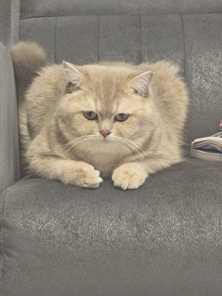 British Shorthair, Kedi  Mia fotoğrafı