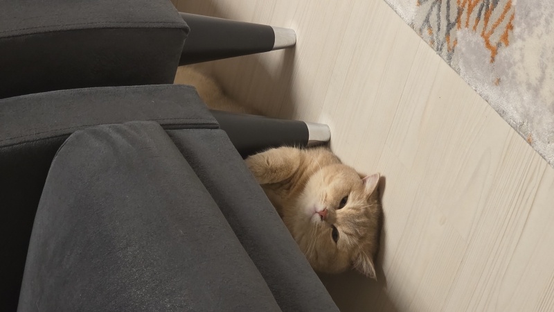 British Shorthair, Kedi  Mia fotoğrafı
