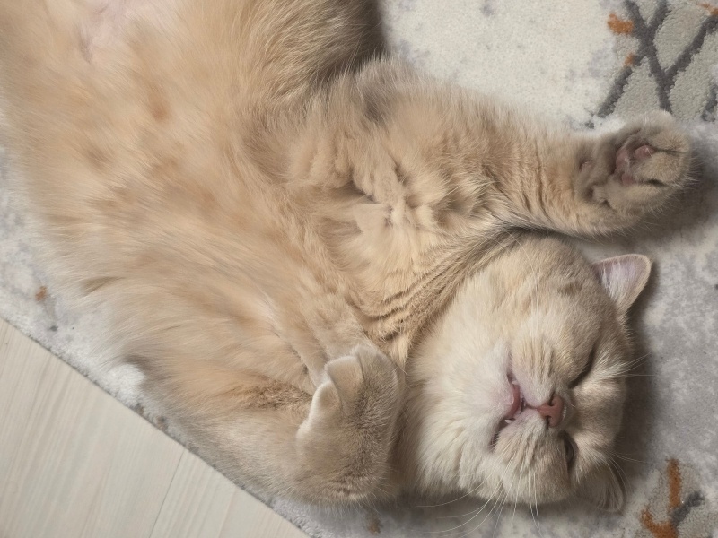 British Shorthair, Kedi  Mia fotoğrafı
