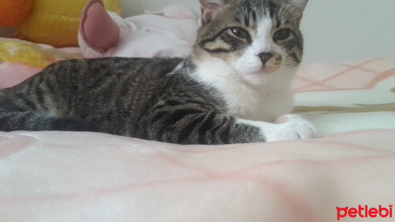 Tekir Kedi, Kedi  Çakıl  fotoğrafı
