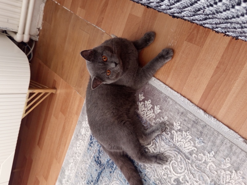 British Longhair, Kedi  Krom fotoğrafı