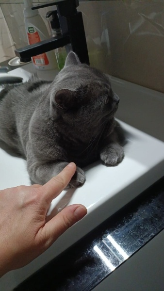 British Shorthair, Kedi  Duman fotoğrafı