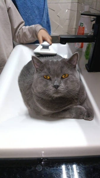 British Shorthair, Kedi  Duman fotoğrafı