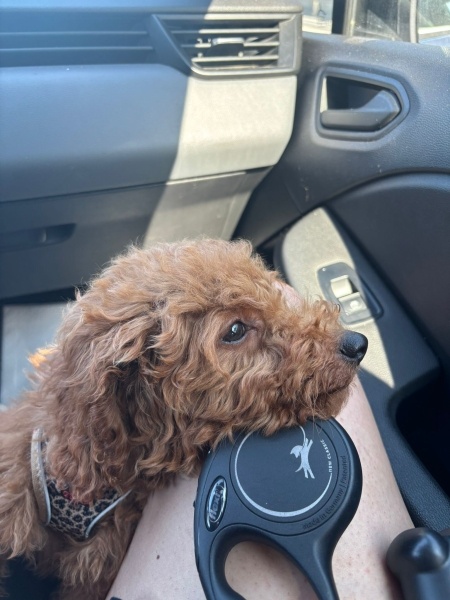 Poodle (Minyatür Kaniş), Köpek  Marsel fotoğrafı