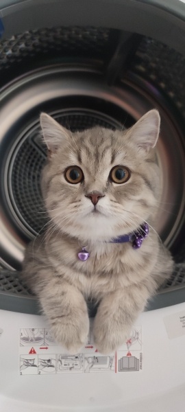Tekir Kedi, Kedi  Luna fotoğrafı