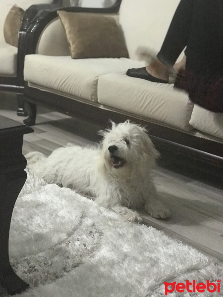 Maltese, Köpek  Oscar  fotoğrafı