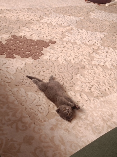 Scottish Fold, Kedi  Miinnik fotoğrafı