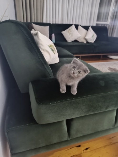 Scottish Fold, Kedi  Miinnik fotoğrafı