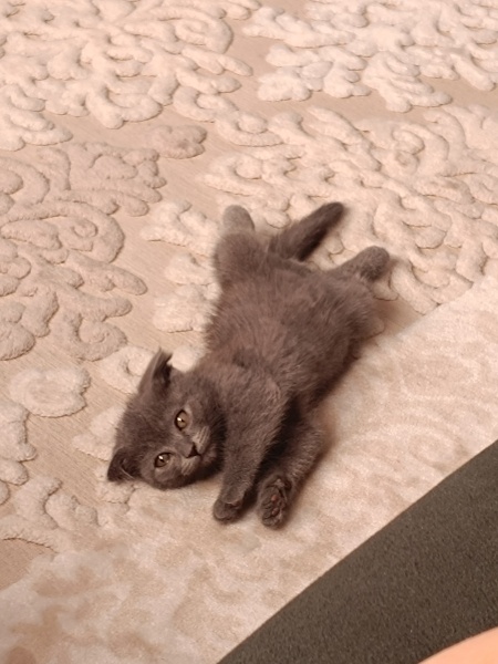 Scottish Fold, Kedi  Miinnik fotoğrafı
