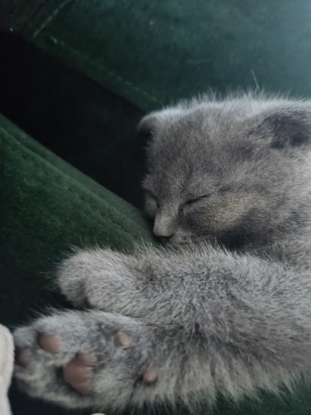 Scottish Fold, Kedi  Miinnik fotoğrafı