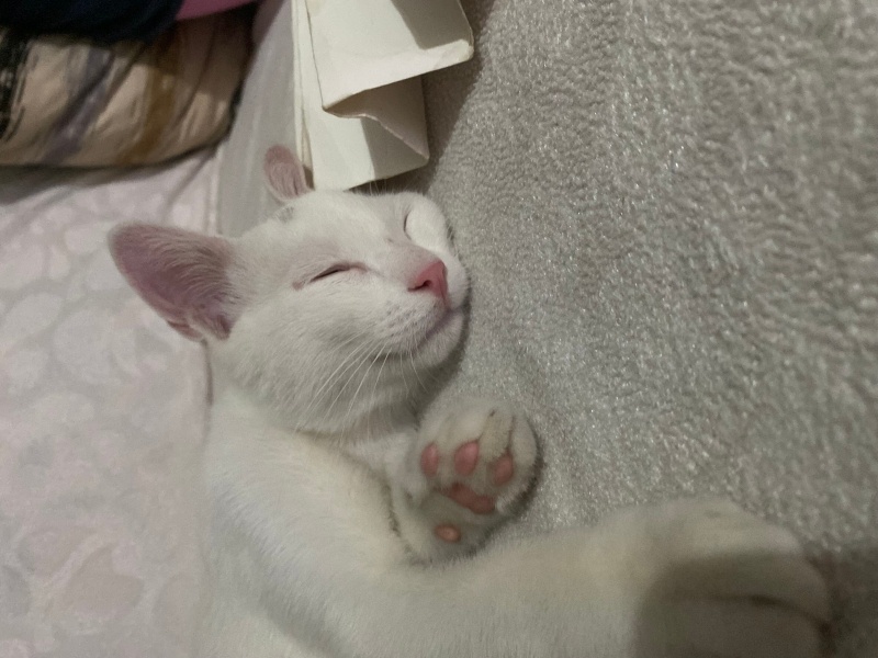 Tekir Kedi, Kedi  Maya fotoğrafı