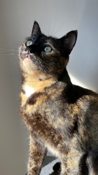 Tekir Kedi, Kedi  Zilli fotoğrafı